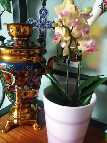 Rezensent zeigt die Orchidee Table Dance El Paso mit gelben Blüten in einem rosa Topf.