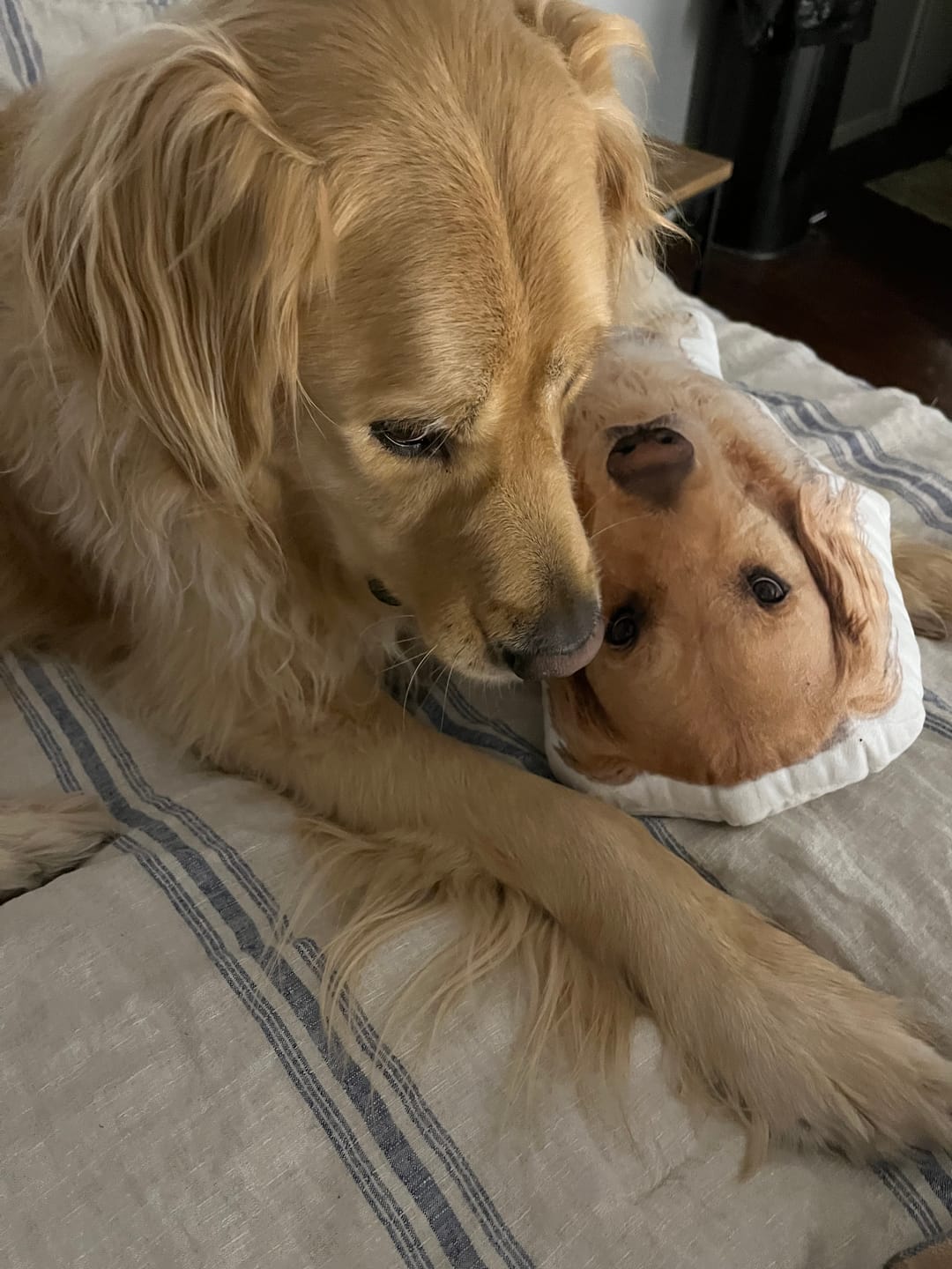 Customer photo review of Custom Pet Shaped Pillow that Look Like your Pet - ThePetPillow