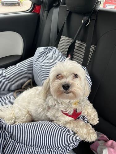 Ein Rezensent zeigt seinen kleinen Hund, der im gestreiften Premium Hunde Autositz im Auto liegt.