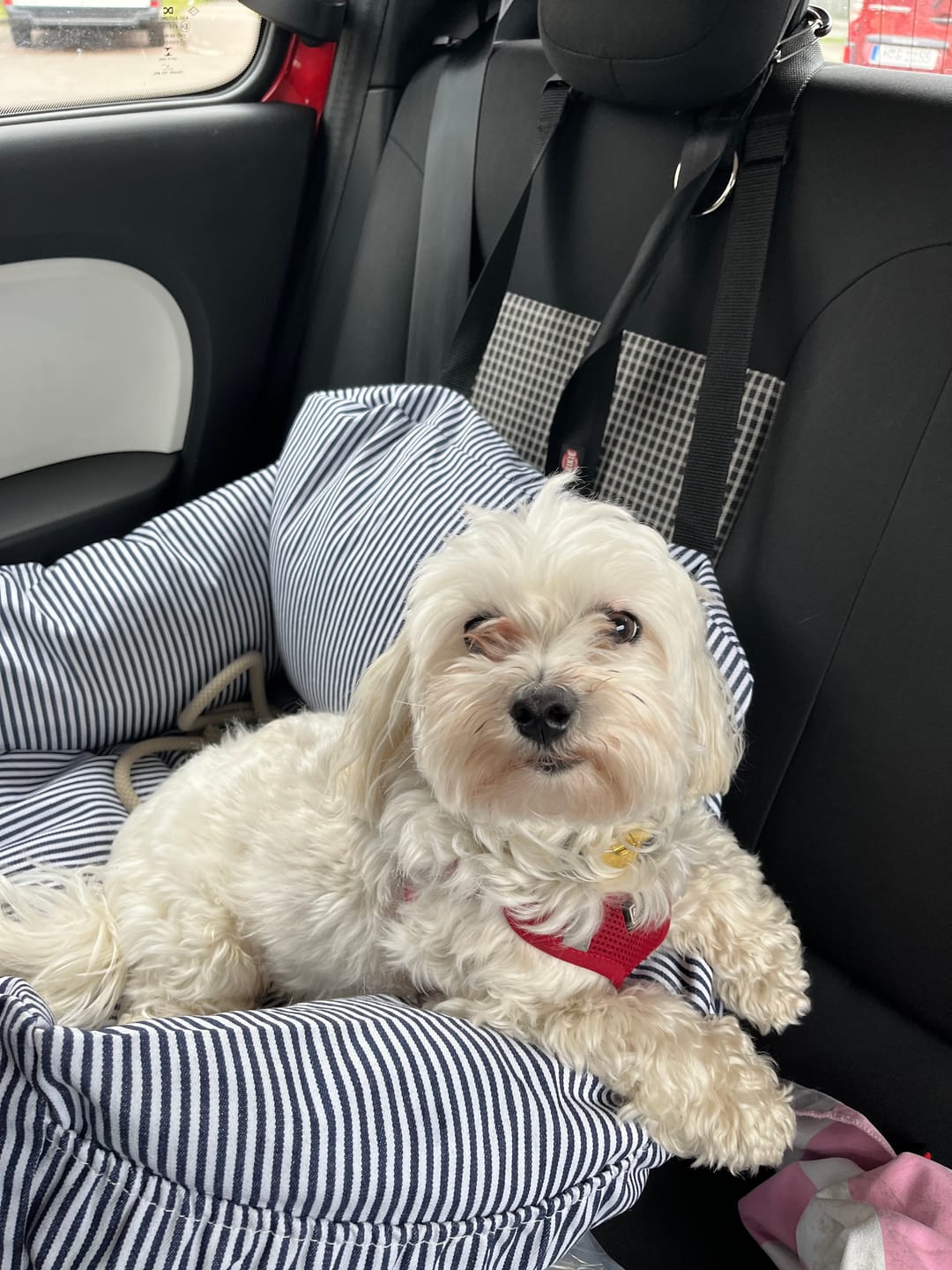 Customer photo review of Premium Hunde Autositz inkl. Sicherheitsgurt