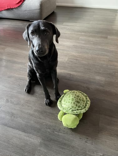 Customer photo review of DOG BLISS™ Triple Colágeno