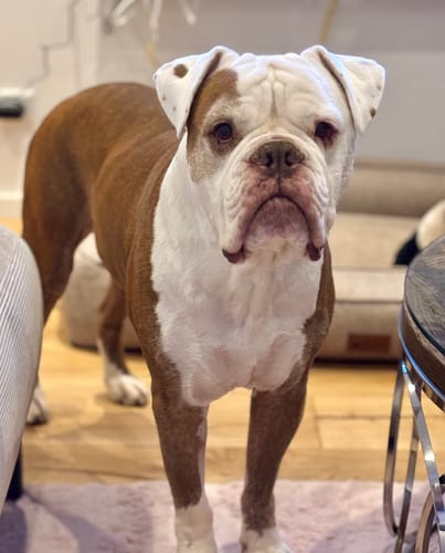 Customer photo review of Happy Tummy