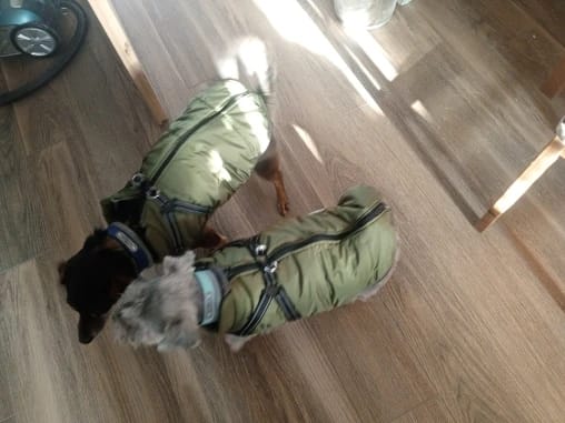 Customer photo review of Waterproof Warm Winter Dog Jacket With Harness | Dog Clothes