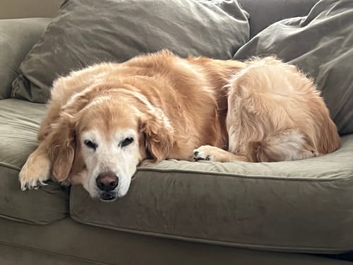 Customer's older golden retriever resting on a couch, who the reviewer says is benefiting from Petsmont Buddy Guard.