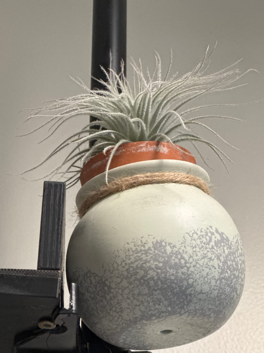 Customer photo review of Tectorum Ecuador  (AKA Snowball)