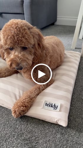 Customer video review of Summer Breeze Cooling Mat