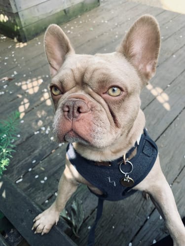 Customer photo review of Midnight┃Bouclé Adjustable Harness