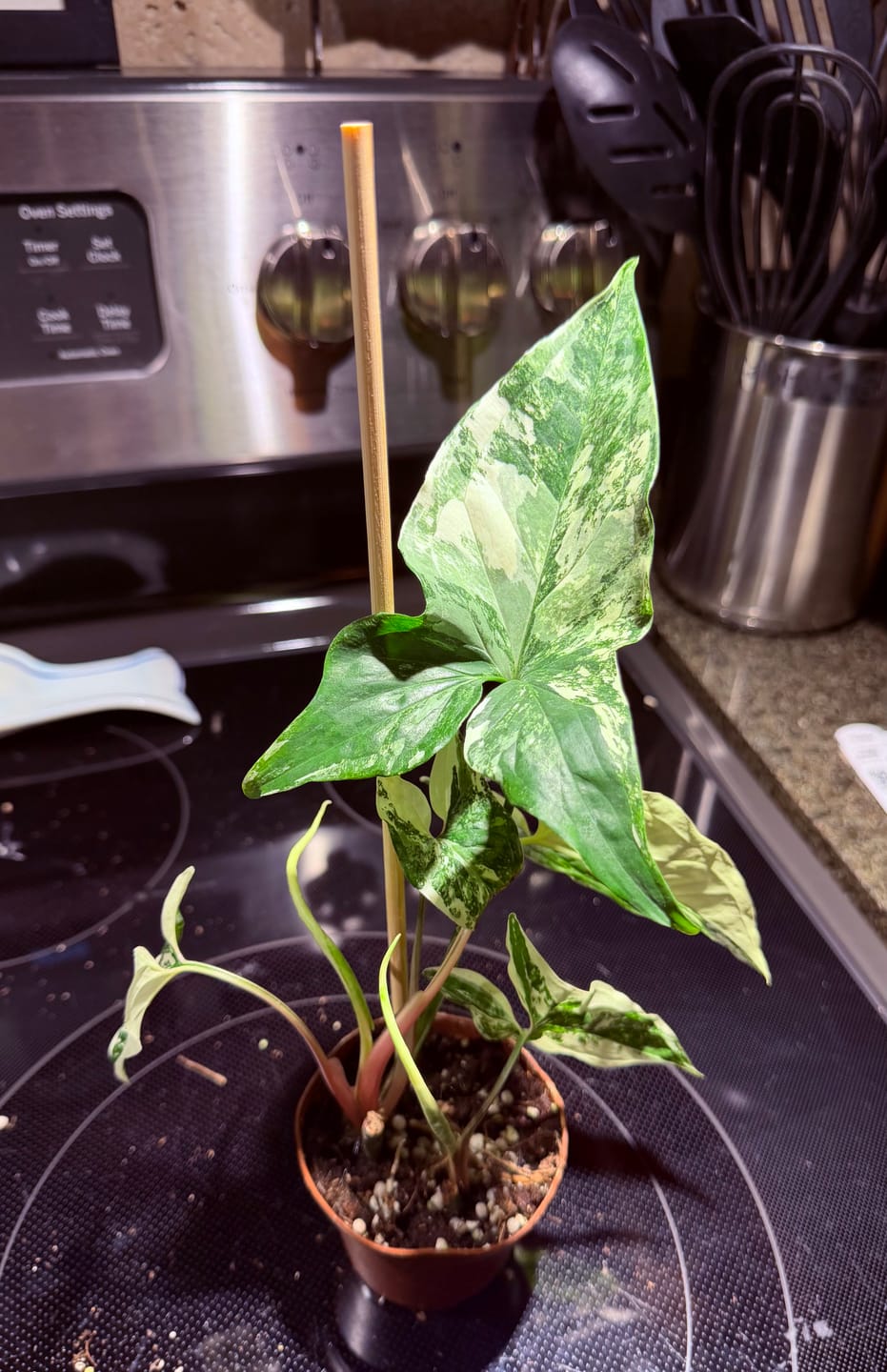 Customer photo review of Syngonium podophyllum albo variegata