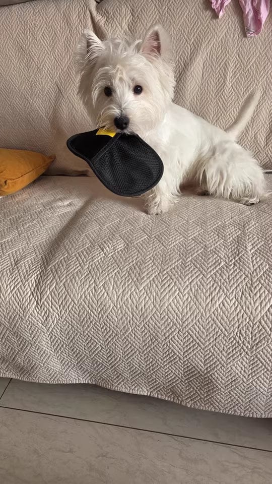 Customer photo review of Extra-Large Static Pet Hair Removal Glove