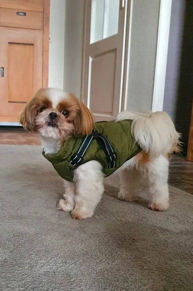 Customer photo review of Waterproof Warm Winter Dog Jacket With Harness | Dog Clothes