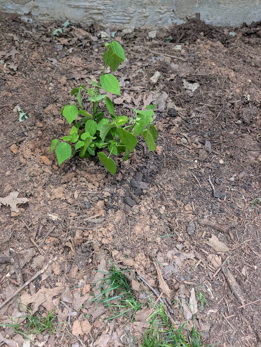 Customer photo review of Turk's Cap