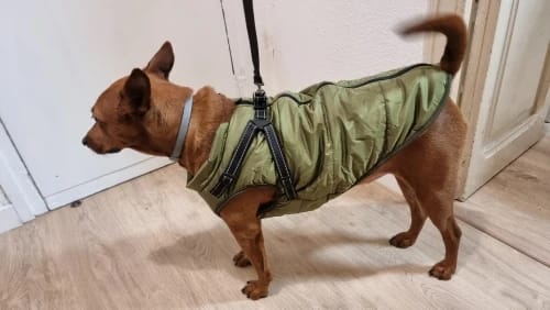 Customer photo review of Waterproof Warm Winter Dog Jacket With Harness | Dog Clothes