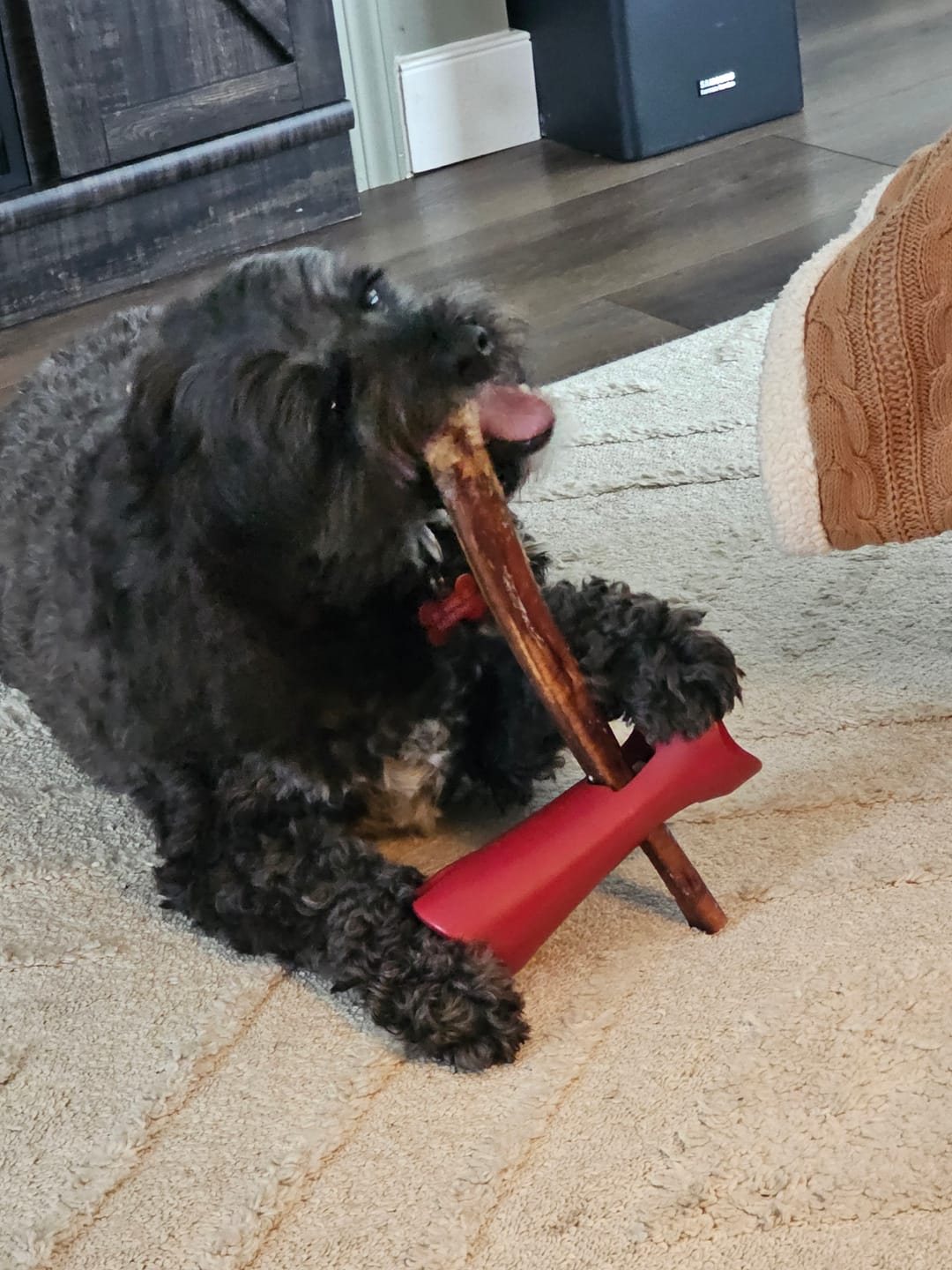 Customer photo review of 12 Inch Jumbo Bully Stick