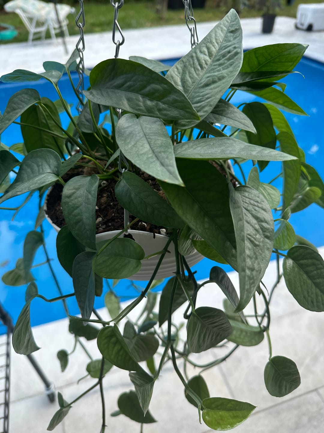 Customer photo review of Pothos Epipremnum pinnatum 'Cebu Blue'