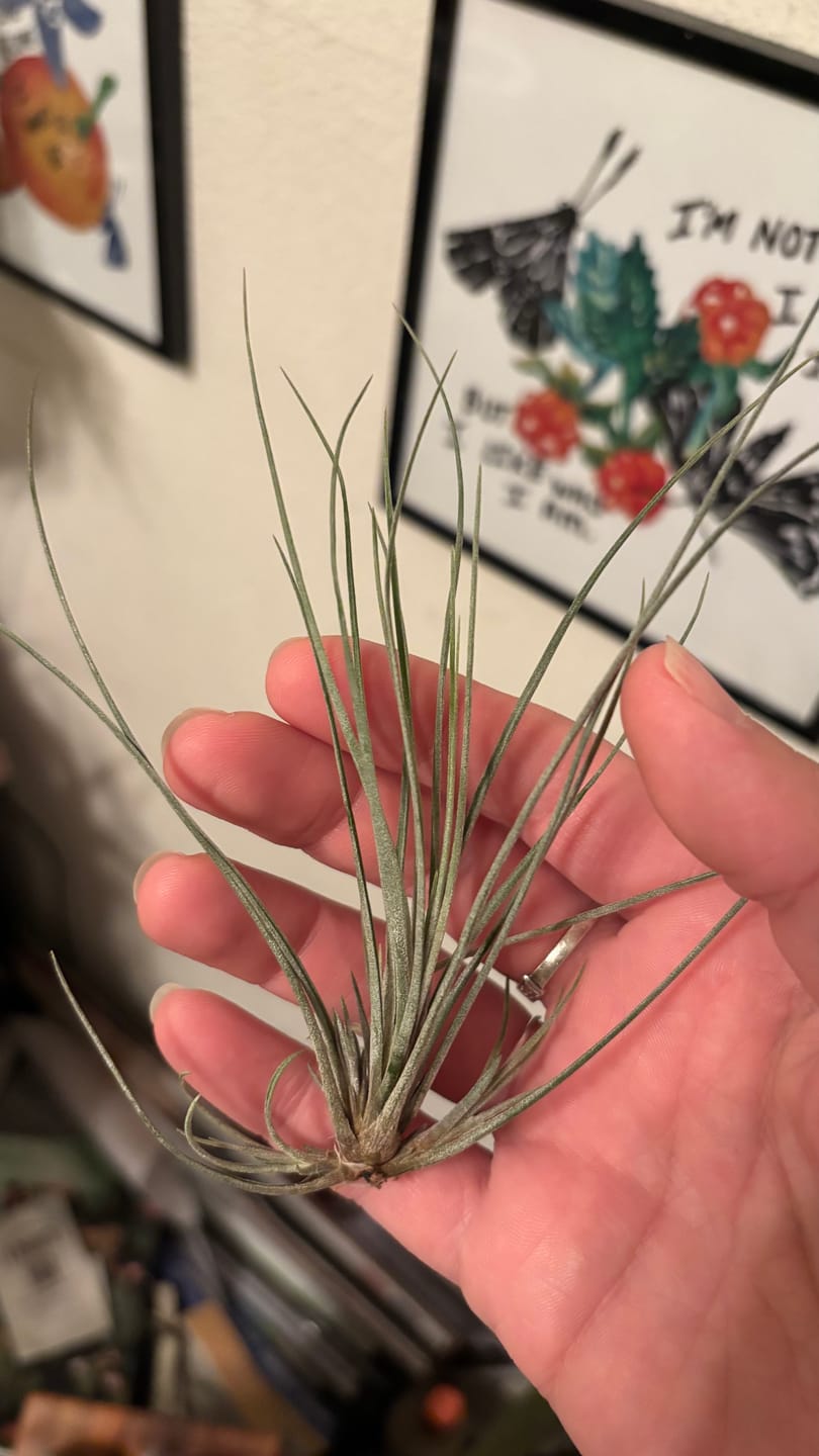 Customer photo review of Air Plant Mystery Box - Curated Tillandsia Collection | 5 Tiers Available