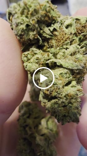Customer photo review of Lemon Fuel OG - Bulk - Hybrid