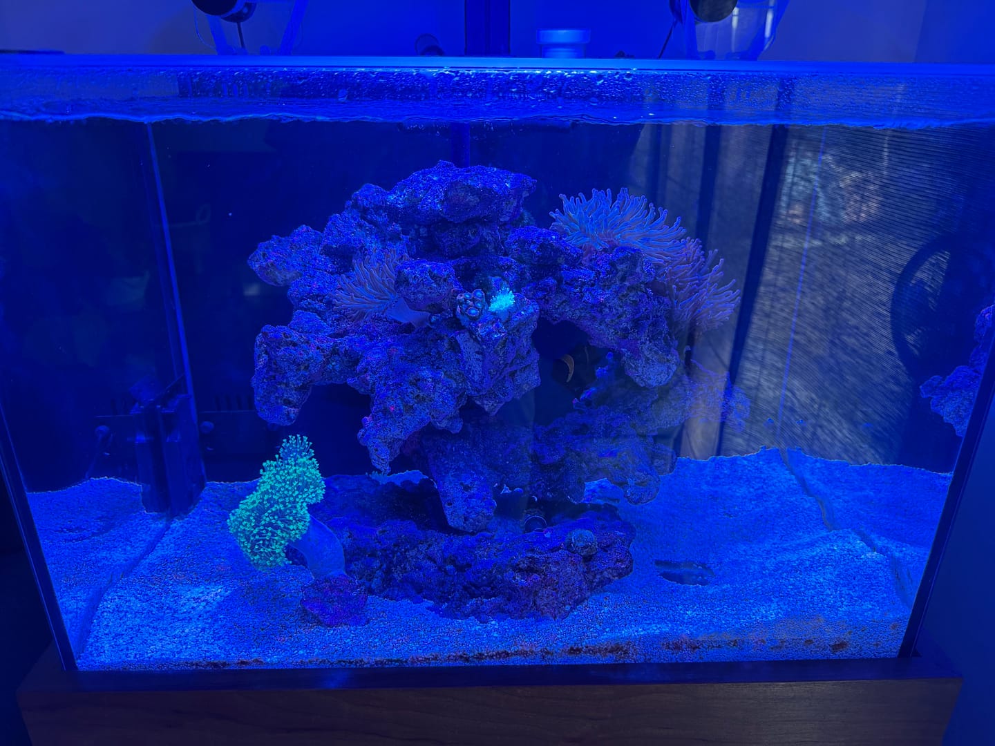 Customer photo review of Fiji Cube 32 Gallon Rimless AIO Glass Nano Tank - PRO Series