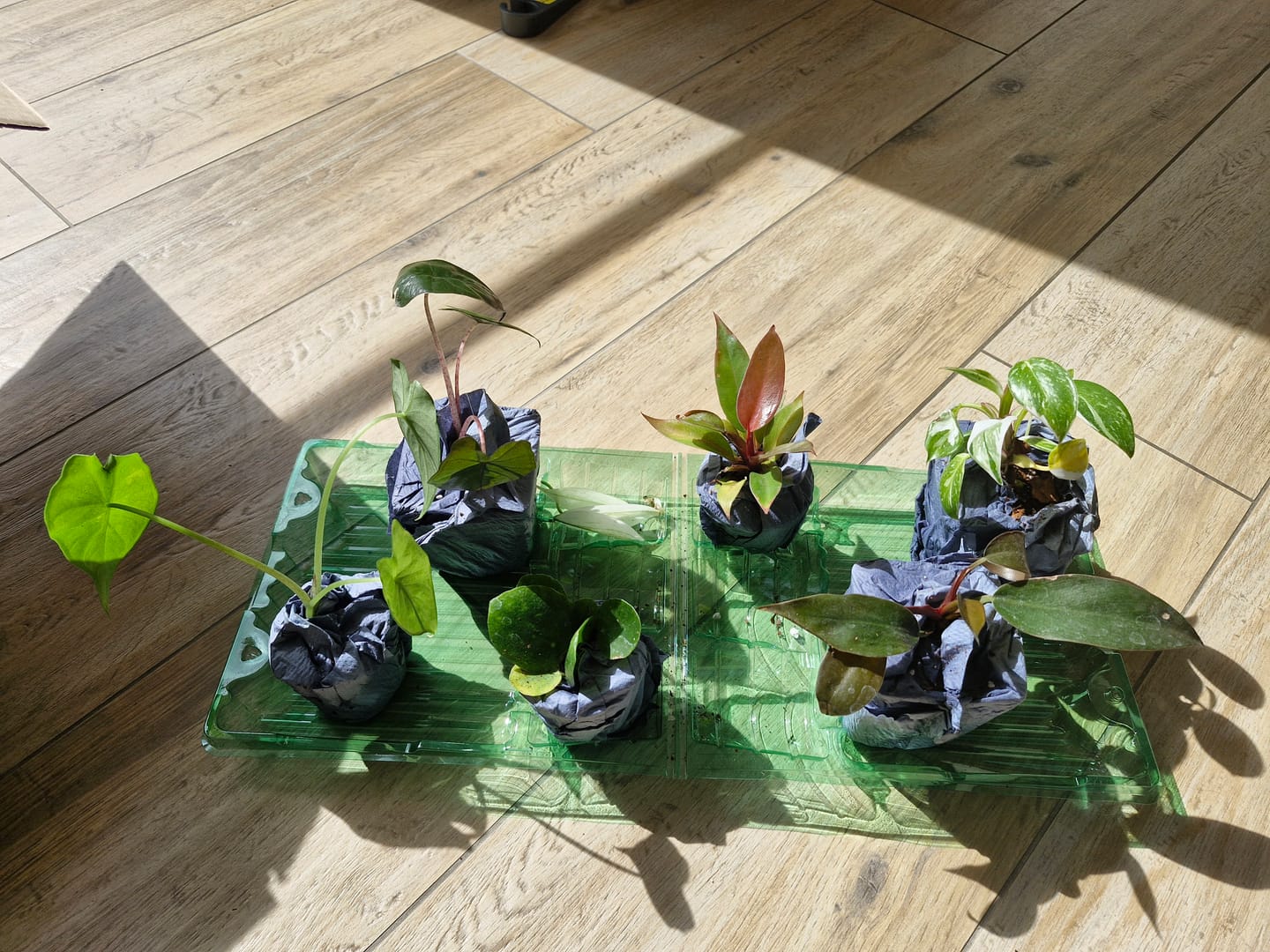 Customer photo review of SAD-PLANT-SET
