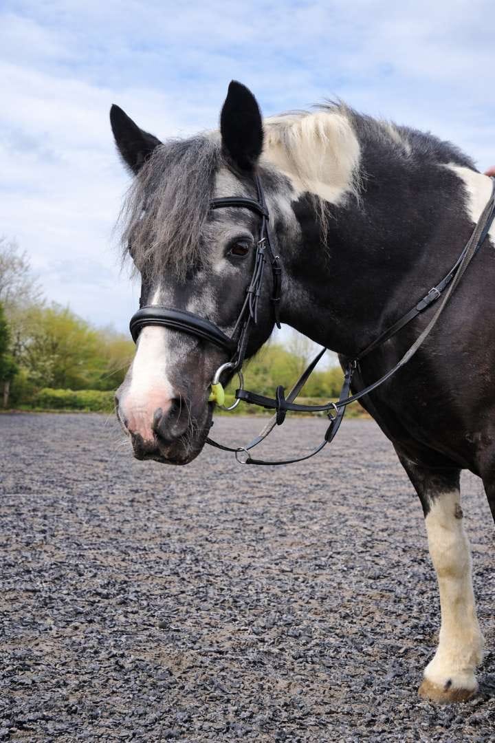 Customer photo review of Horse Shampoo