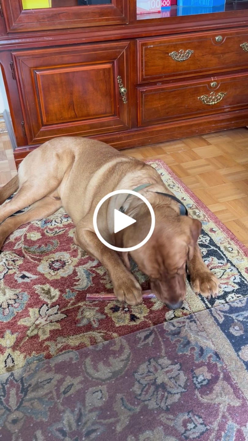 Customer video review of 12 Inch Monster Bully Stick