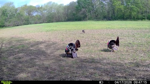 Customer photo review of Turkey Decapper System