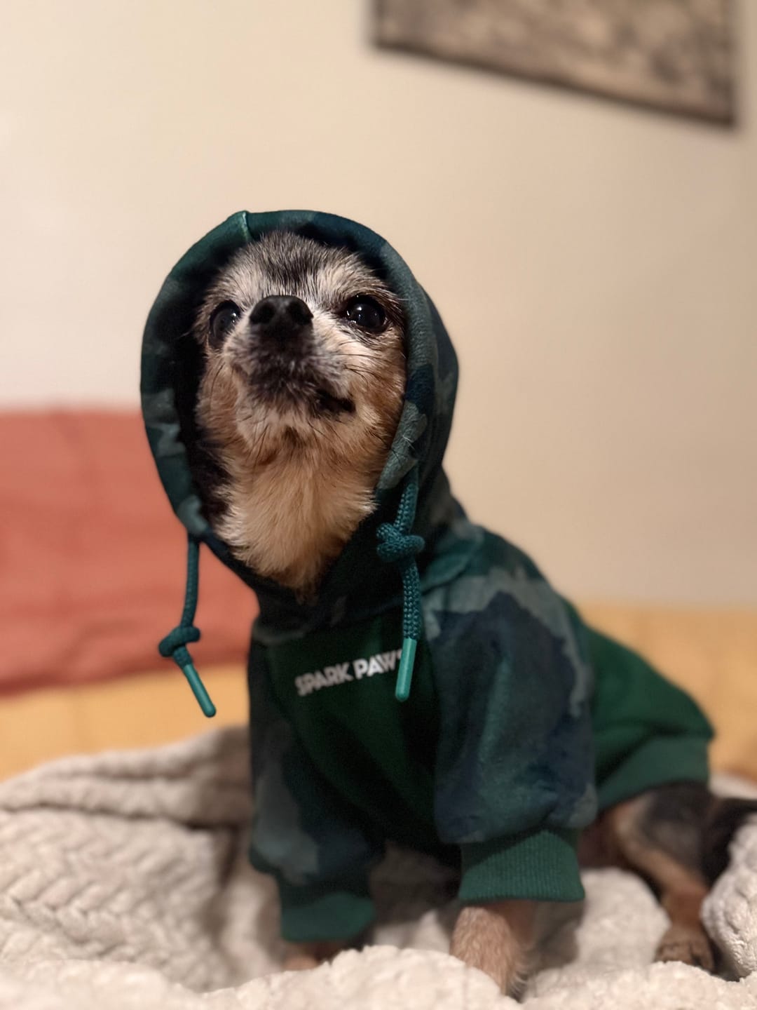 Customer photo review of Forest Camo Dog Hoodie
