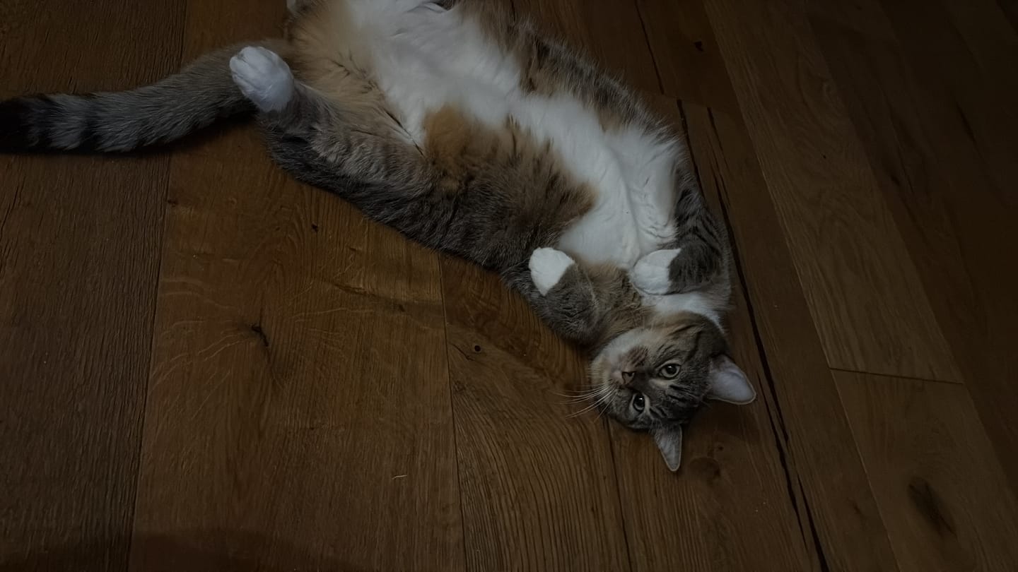 Customer photo review of PfotenBrunnen™ - Katzenwasserspender