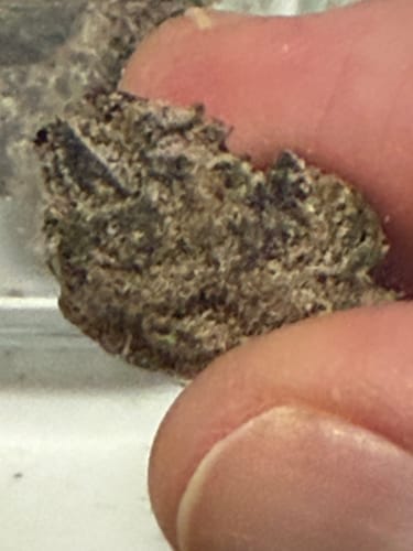 Customer photo review of Purple Trainwreck Indoor - 4 Grams - Sativa