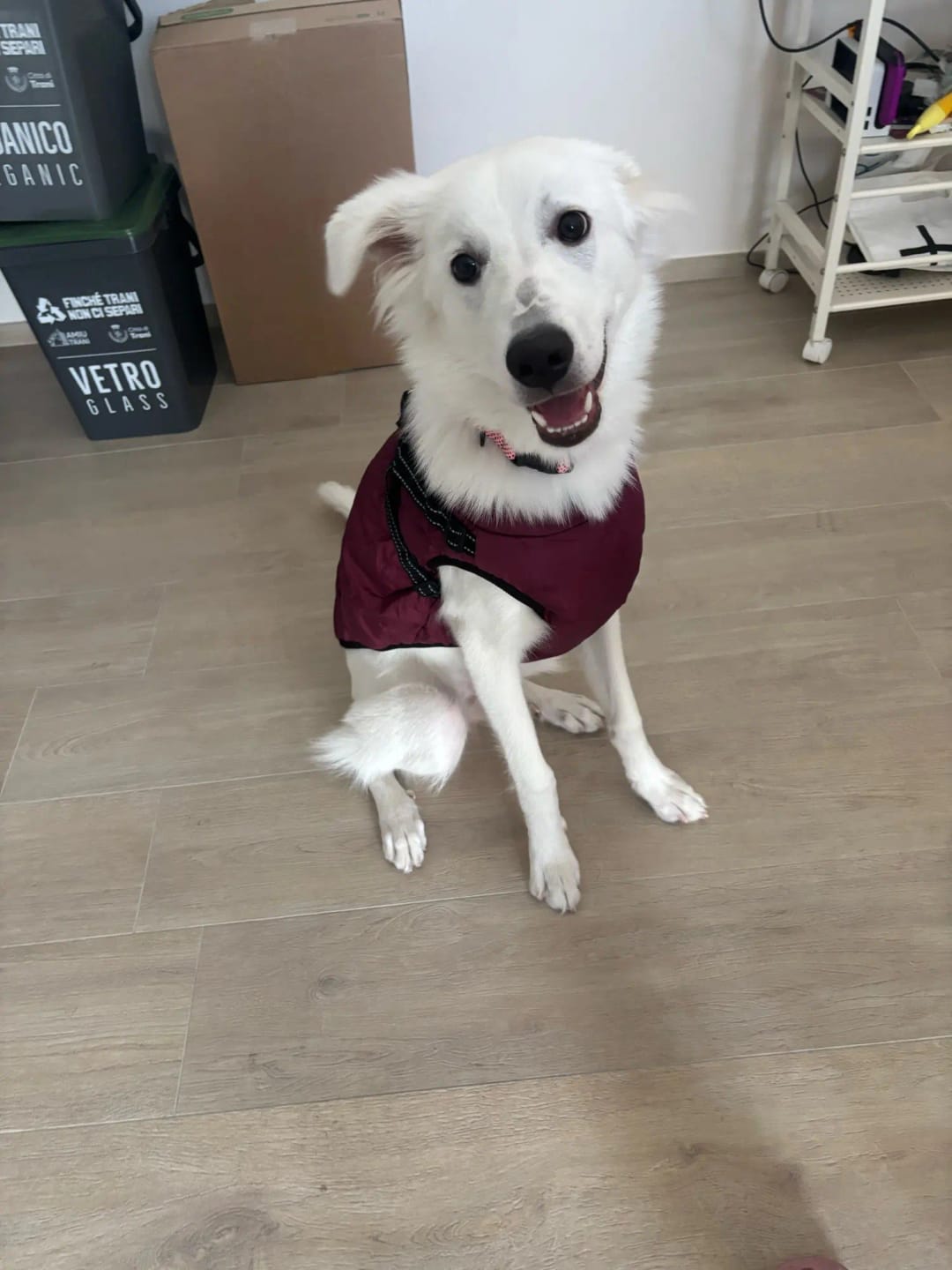 Customer photo review of Waterproof Warm Winter Dog Jacket With Harness | Dog Clothes