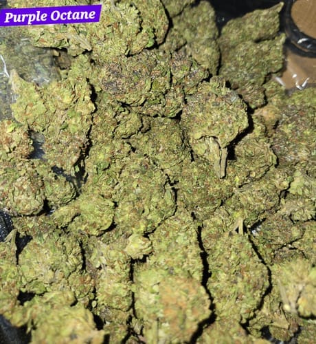 Customer photo review of Purple Octane - Bulk- Indica