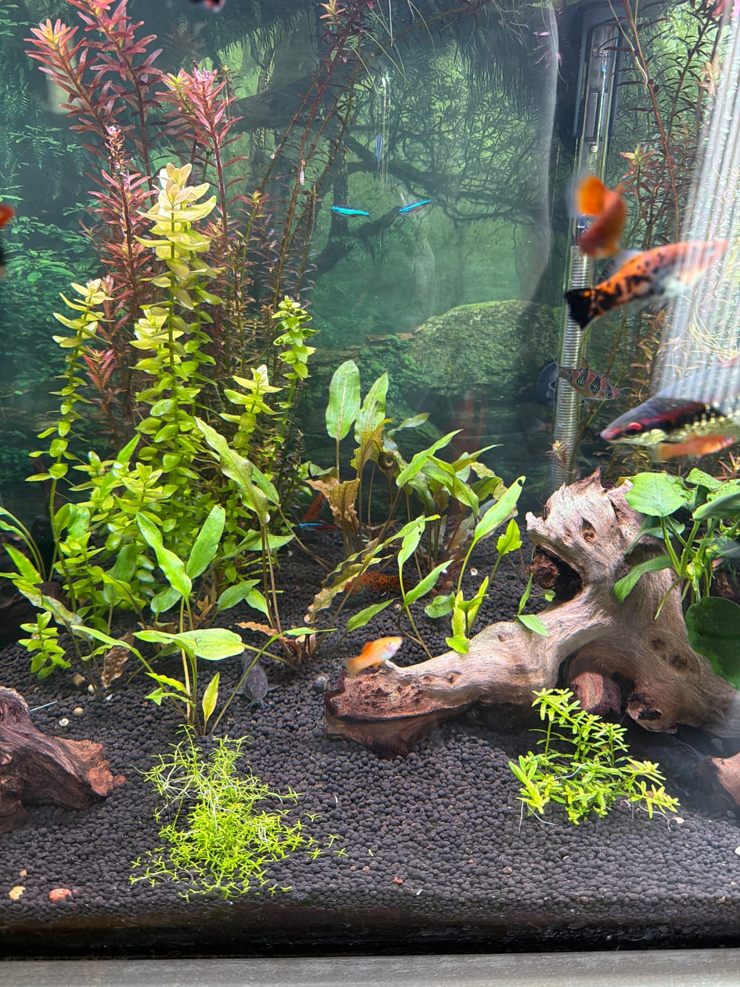 Customer photo review of Cryptocoryne Lutea
