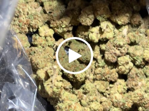 Customer photo review of Papaya Runtz - Bulk - Hybrid
