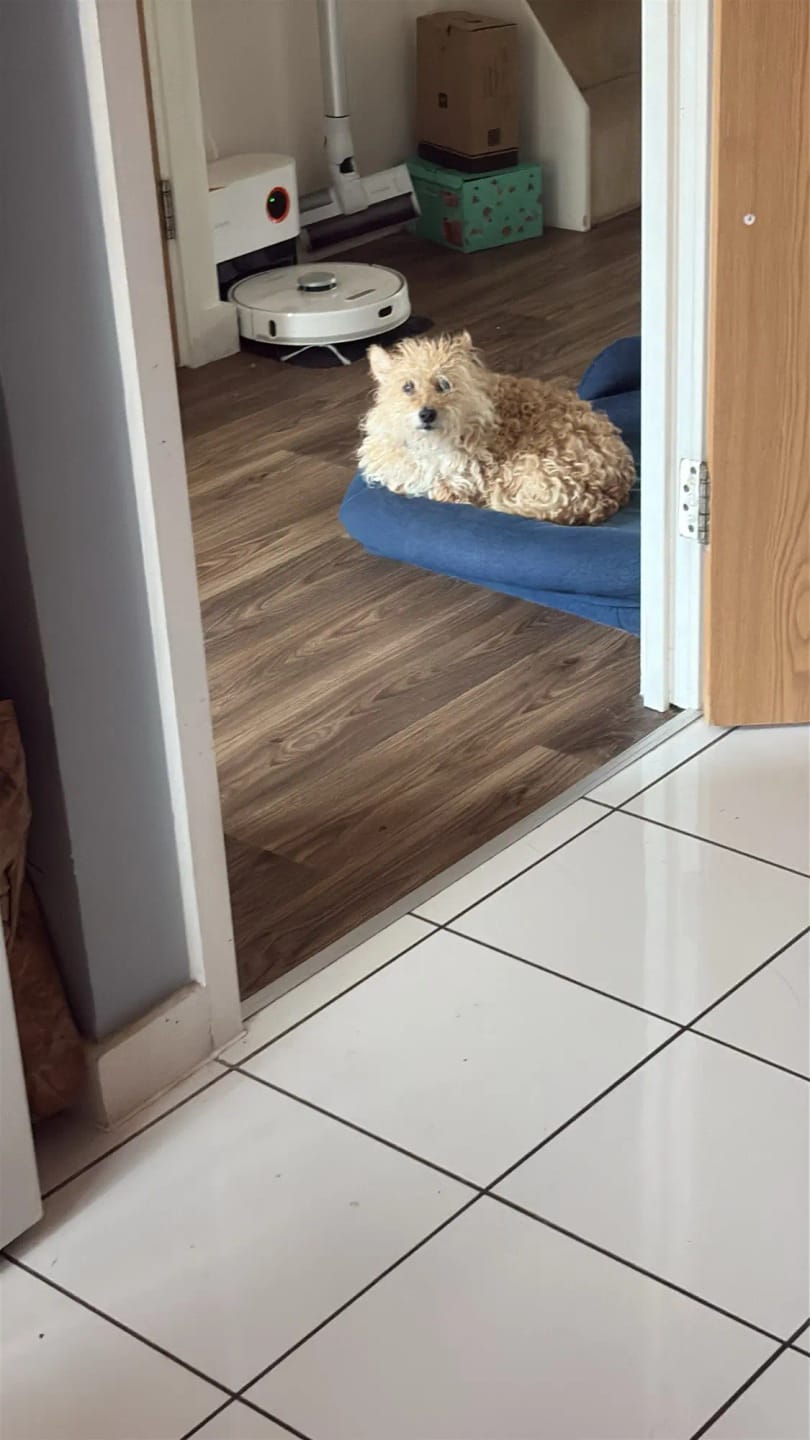 Customer photo review of Waterproof Warm Winter Dog Jacket With Harness | Dog Clothes
