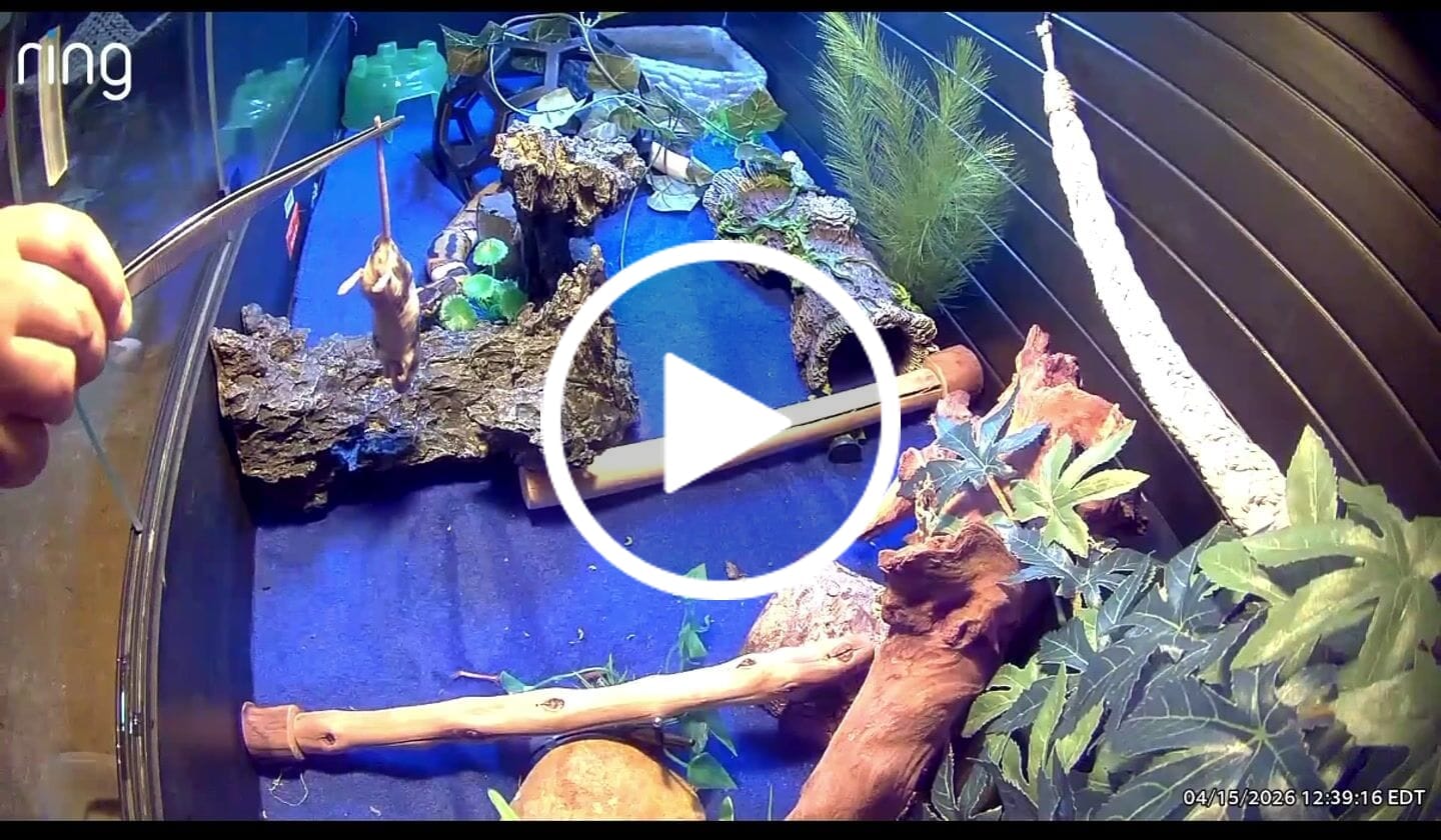 Customer video review of Small African Soft Fur Rats (10 Count)