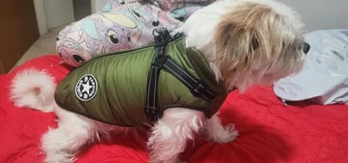 Customer photo review of Waterproof Warm Winter Dog Jacket With Harness | Dog Clothes