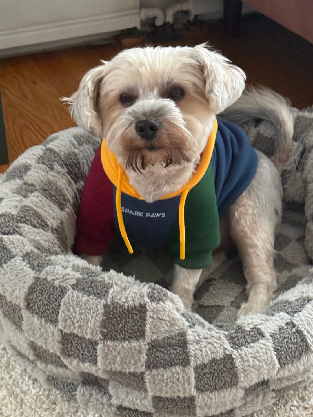 Customer photo review of Primary Color Block Dog Hoodie