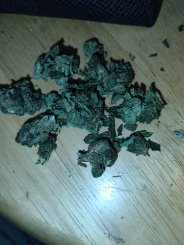 Customer photo review of Gelato 41 - 28 Grams - Hybrid