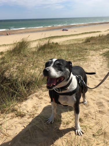 Customer photo review of DOG BLISS™ Triple Colágeno