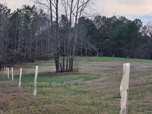 Customer photo review of Tree Pro Grow Tubes