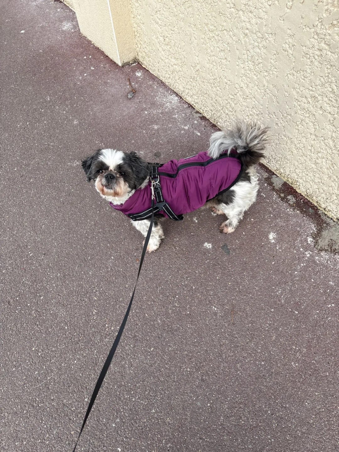 Customer photo review of Waterproof Warm Winter Dog Jacket With Harness | Dog Clothes