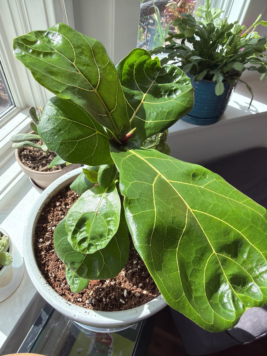 Customer photo review of Leaf Cleanse