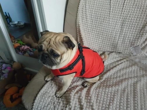 Customer photo review of Waterproof Warm Winter Dog Jacket With Harness | Dog Clothes
