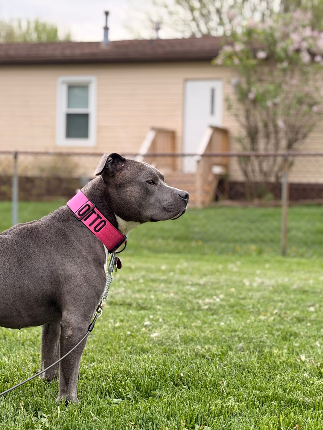 Customer photo review of Black Bully Proof Collar