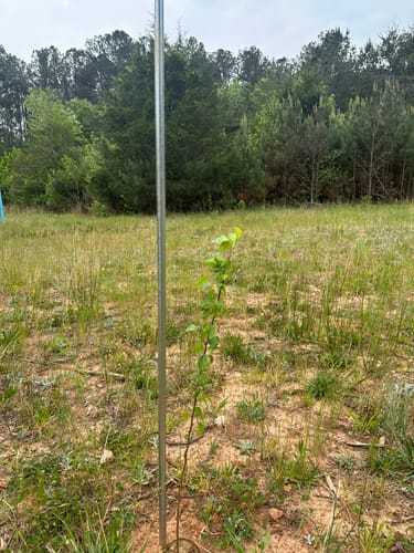 Customer photo review of Main Attraction™ Crabapple