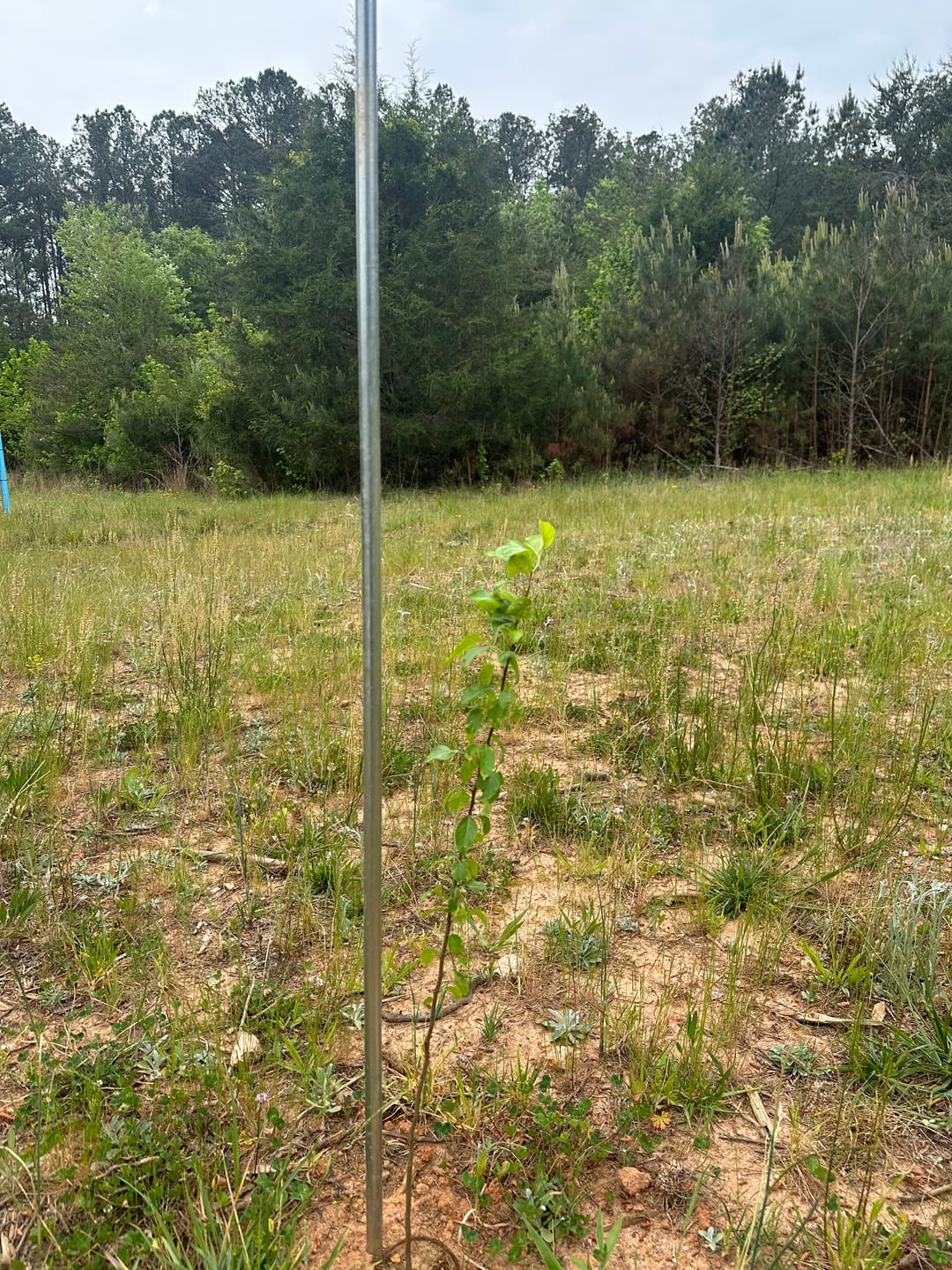 Customer photo review of Main Attraction™ Crabapple