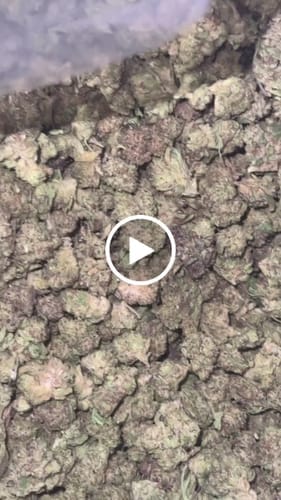 Customer photo review of Kush Cake - Pack of Pre-Rolls (10 Pack) - Indica