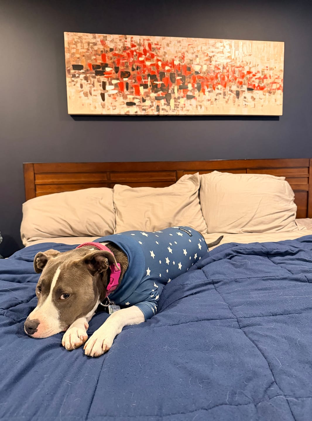 Customer photo review of Dog Pajama Prints