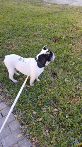 Customer photo review of DOG BLISS™ Triple Colágeno