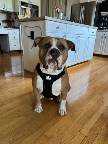Customer photo review of No Pull Bully Proof Harness