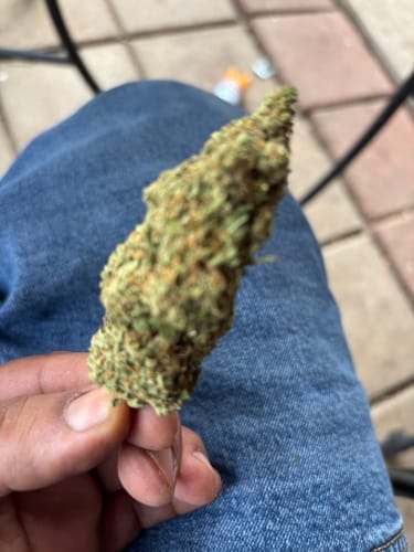Customer photo review of Super Jack - Bulk - Hybrid